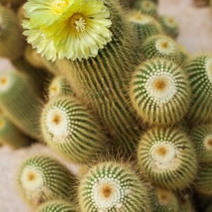 NOTOCACTUS LENINGHAUSII - CACTACEAE - 1255