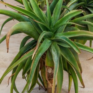 ALOE VAOMBE - ALOEACEAE - 1256