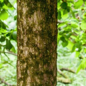 ULMUS GLABRA - VAR PENDULA - N C EUROPA - ULMACEAE