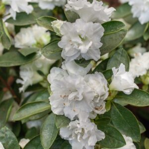 RHODODENDRON SIMSII - WHITE HOPE - ERICACEAE - 1258