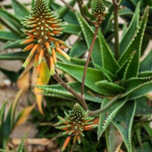 ALOE VAOMBE - ALOEACEAE - 1257