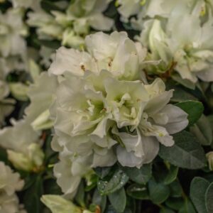 RHODODENDRON SIMSII AZALEA INDICA - ERICACEAE - 1259