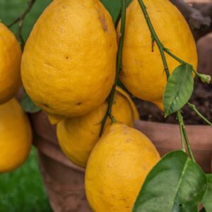 CITRUS AURANTIFOLIA ARANCIATA - RUTACEAE - 1260