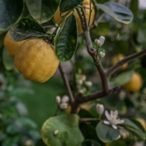 LIMONCELLA CITRUS LIMETTA - RUTACEAE - 1268