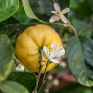 LIMONCELLA CITRUS LIMETTA - RUTACEAE - 1269