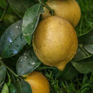 CITRUS LIMETTOIDES - RUTACEAE - 1272
