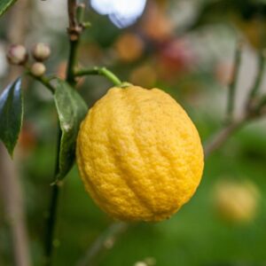 LIMONE SCANNELLATO - CITRUS LIMON CANALICULATA - RUTACEAE - 1274