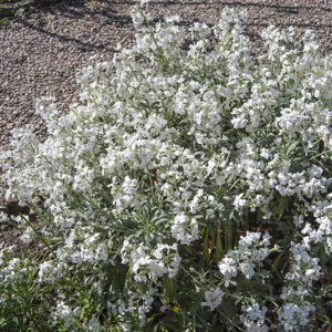 MATTHIOLA INCANA -L-T- AITON - VIOLACIOCCA - BRASSICACEAE - 7128
