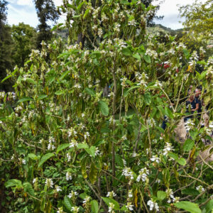 JUSTICIA ADATHODA, AITON, ACHANTHACEAE - 2163