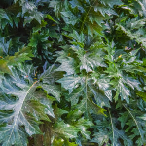 ACANTO, ARTIST'S ACANTHUS, ACANTHUS MOLLIS, L, ACANTHACEAE, DROGA FOLIUM - 0310