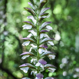 ACANTO, ARTIST'S ACANTHUS, ACANTHUS MOLLIS, L, ACANTHACEAE - 3385