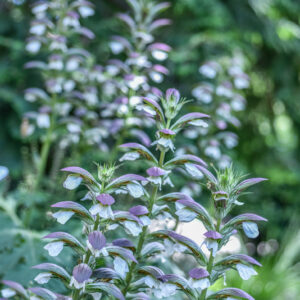 ACANTO, ARTIST'S ACANTHUS, ACANTHUS MOLLIS, L, ACANTHACEAE - 3384