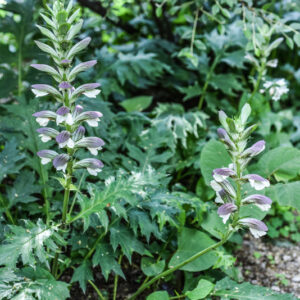 ACANTO, ARTIST'S ACANTHUS, ACANTHUS MOLLIS, L, ACANTHACEAE - 3114