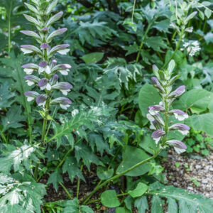 ACANTO, ARTIST'S ACANTHUS, ACANTHUS MOLLIS, L, ACANTHACEAE - 3113
