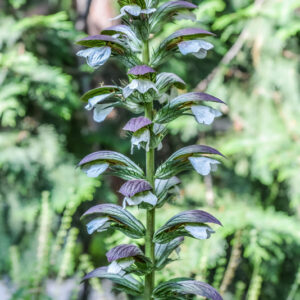 ACANTO, ARTIST'S ACANTHUS, ACANTHUS MOLLIS, L, ACANTHACEAE - 3112