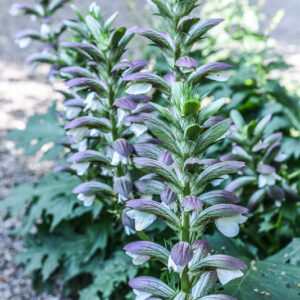 ACANTO, ARTIST'S ACANTHUS, ACANTHUS MOLLIS, L, ACANTHACEAE - 3111