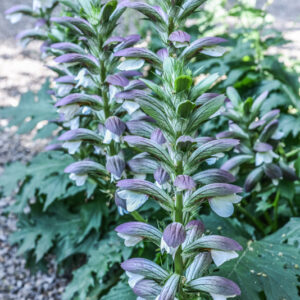 ACANTO, ARTIST'S ACANTHUS, ACANTHUS MOLLIS, L, ACANTHACEAE - 3110