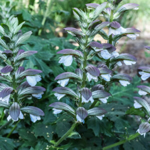 ACANTO, ARTIST'S ACANTHUS, ACANTHUS MOLLIS, L, ACANTHACEAE - 3109