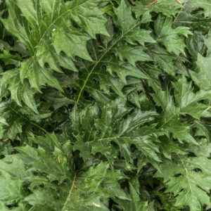 ACANTO, ARTIST'S ACANTHUS, ACANTHUS MOLLIS, L - 0460