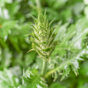 ACANTO, ACANTHUS MOLLIS, L, ARTIST'S ACANTHUS, ACANTHACEAE, DROGA FOLIUM - 1207