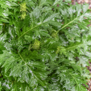 ACANTO, ACANTHUS MOLLIS, L, ARTIST'S ACANTHUS, ACANTHACEAE, DROGA FOLIUM - 1206