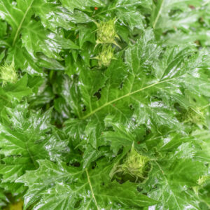 ACANTO, ACANTHUS MOLLIS, L, ARTIST'S ACANTHUS, ACANTHACEAE, DROGA FOLIUM - 1205