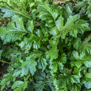 ACANTHUS MOLLIS, L, ACANTO,ACANTHACEAE - 2740