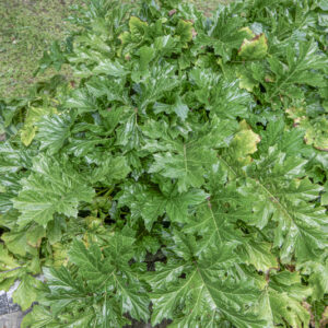 ACANTHUS MOLLIS, ACANTHACEAE, REGIONI MEDITERRANEE - 6597