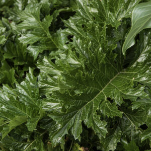 ACANTHUS MOLLIS, ACANTHACEAE, REGIONI MEDITERRANEE - 6596