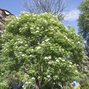 SAMBUCUS NIGRA, L, SAMBUCO COMUNE,  VIRBUNACEAE, COMMON ELDER, EUROPA, SUD OVEST ASIA - 7122