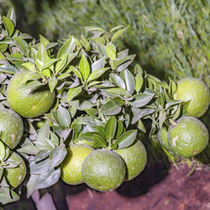 CITRUS × MYRTIFOLIA - CHINOTTO - RUTACEAE - 1610