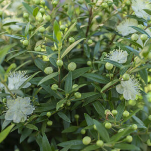 MIRTO - FIORI - MYRTACEAE - 6358