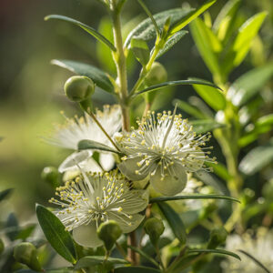 MIRTO - FIORI - MYRTACEAE - 6363