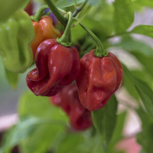 PEPERONCINI HABANERO - 0001