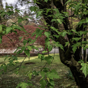 ACER GINNALA, ACERACEAE, CINA, GIAPPONE - 6605