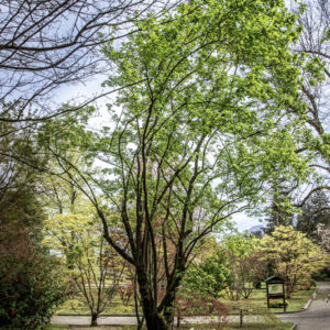 ACER GINNALA, ACERACEAE, CINA, GIAPPONE - 6606