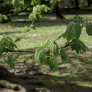 ACER NIPPONICUM, ACERACEAE, GIAPPONE - 6523