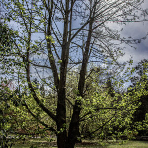 ACER NIPPONICUM, ACERACEAE, GIAPPONE - 6524