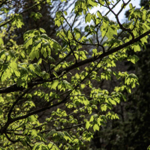ACER NIPPONICUM, ACERACEAE, GIAPPONE - 6525