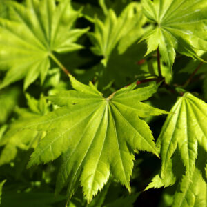 ACER PALMATUM  AUREUM - ACERACEAE - 1421
