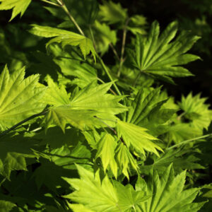 ACER PALMATUM  AUREUM - ACERACEAE - 1423
