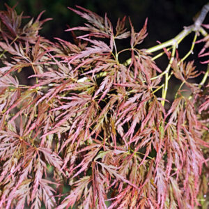 ACER PALMATUM - DISSECTUM RUBRUM - ACERACEAE - 5206