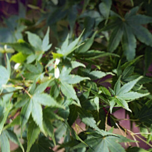 ACER PALMATUM - SANGO KAKU - ACERACEAE - 5197
