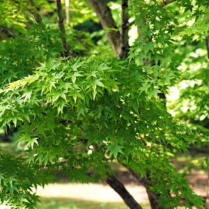 ACER PALMATUM - SANGO KAKU - ACERACEAE - 5198