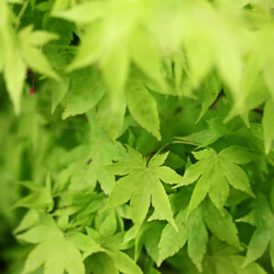 ACER PALMATUM - SUMMER GOLD - ACERACEAE - 1599