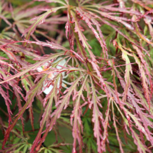ACER PALMATUM ANTROPURPUREUM PINK FILIGREE - ACERACEAE - 5193