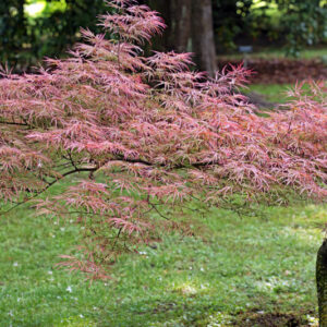 ACER PALMATUM ANTROPURPUREUM PINK FILIGREE - ACERACEAE - 5195