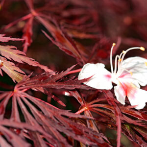 ACER PALMATUM ATROPURPUREUM CRIMSON QUEEN - ACERACEAE - 5200