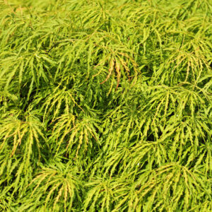 ACER PALMATUM ATROPURPUREUM RED AUTUMN - ACERACEAE - 5204