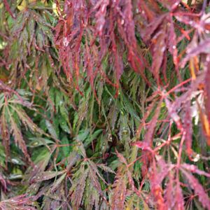 ACER PALMATUM DISSECTUM - ANTROPURPUREUM - INABA SHIDARE - ACERACEAE  - 5208